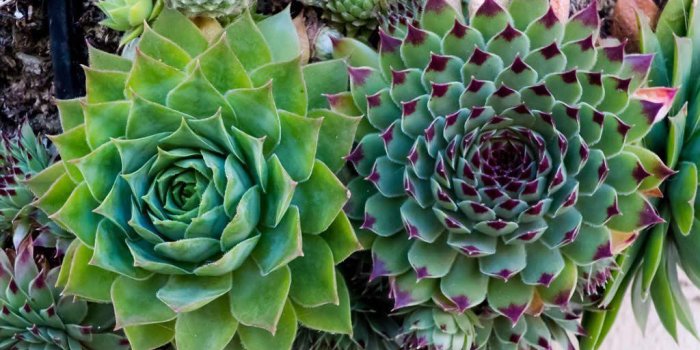 1024x768 Wallpaper Aesthetic Desktop Succulent