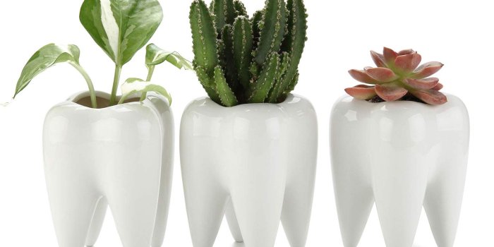 1500x1500 T4U Tooth Succulent Pots 3-Pack, Cute White Ceramic Planter Cactus Plant  Pot, Creative Pen Pencil Holder for Home Office Desk Decor, Best Birthday 
