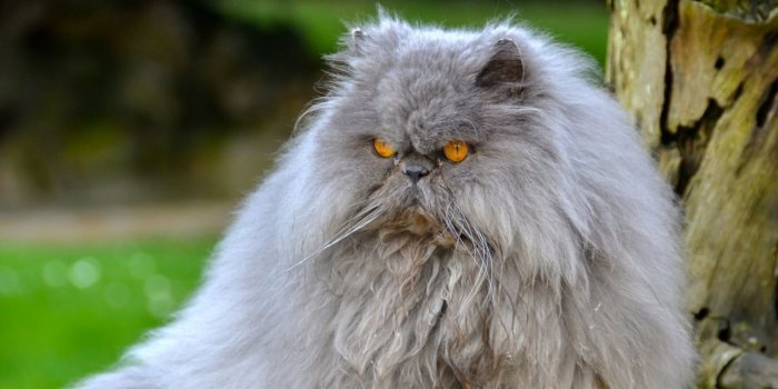 1920x1080 Cat HD Wallpapers 1080p (64+ images)