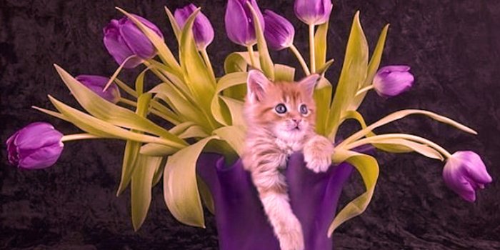 2398x1639 Wallpaper Cats: Purple Kitty Cats Cute Animals Flowers Tulips Galaxy