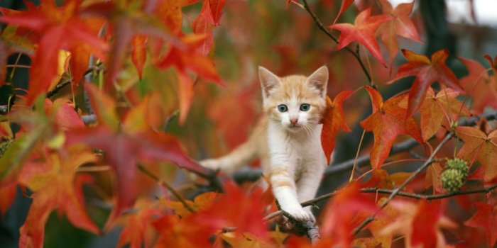 2000x1333 7698 Cat HD Wallpapers | Background Images