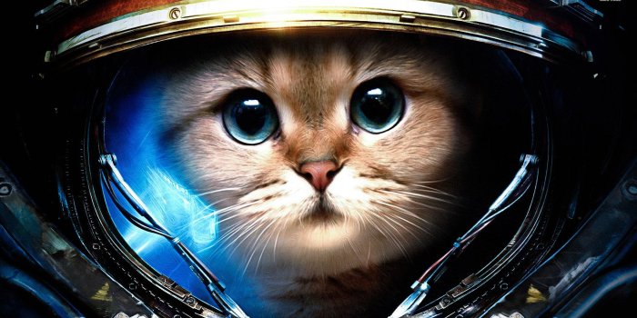 1920x1080 Galaxy cat wallpaper (32 Wallpapers) – Adorable Wallpapers