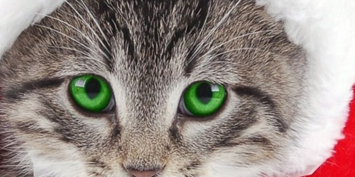 1080x1920 65+ At Christmas Kitten Desktop Wallpapers - Download at WallpaperBro