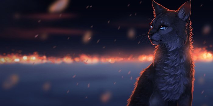 2560x1600 79+ Cool Cat Wallpapers on WallpaperPlay