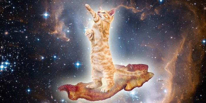 1280x853 Download Dark British Cat Wallpaper For Samsung Galaxy S 1920×1080