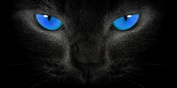 1920x1080 Black Cat Wallpapers ·① WallpaperTag