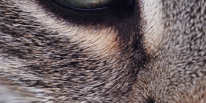 1440x2560 Samsung Galaxy S7 Cat Face Wallpaper | Gallery Yopriceville - High