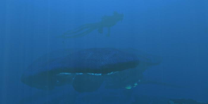 1920x1080 Sea Emperor Full Size : subnautica