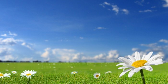1920x1080 Beautiful Blue Sky Wallpaper | HD Wallpaper | Daisy wallpaper, Blue