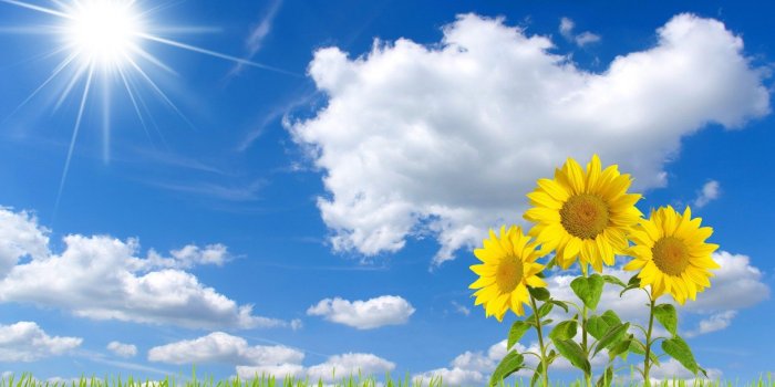 1920x1200 Beautiful Blue Sky Sunflowers Download Wallpaper | Pictureicon