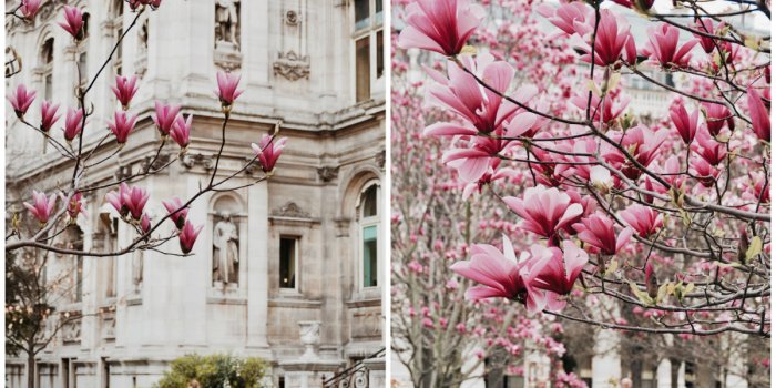 1200x800 Free downloads: Paris in bloom wallpapers - Paris with me