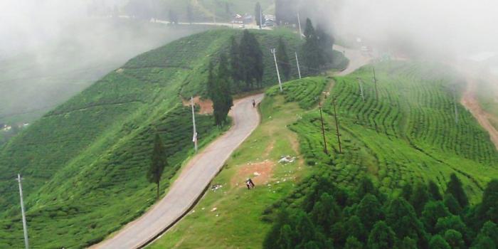 950x1689 Illam Nepal Nature Landscape 4k Ultra Hd Mobile Wallpaper - Ultra Hd