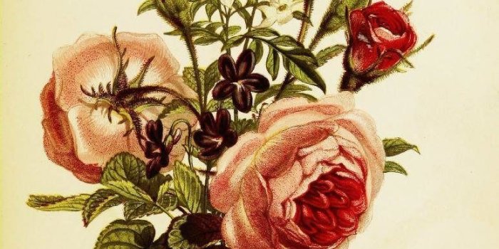 773x1093 How Flower-Obsessed Victorians Encoded Messages in Bouquets - Atlas