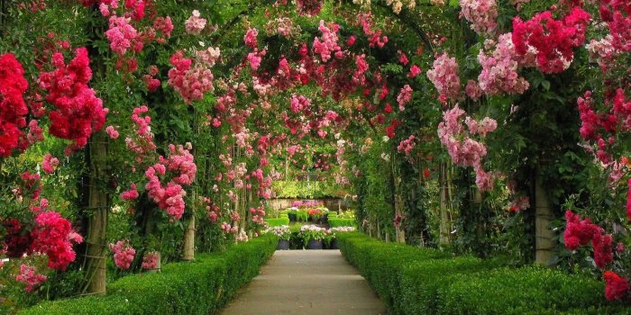 1600x1200 Rose Garden Wallpapers