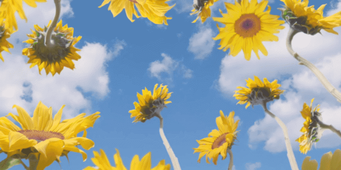 1279x717 Tyler the creator sunflowers | Hip hop/ rap in 2019 | Tyler the