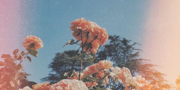 1280x1279 Cute flower aesthetic- Pinterest | Ihavealotofjams | Keep It Peachy