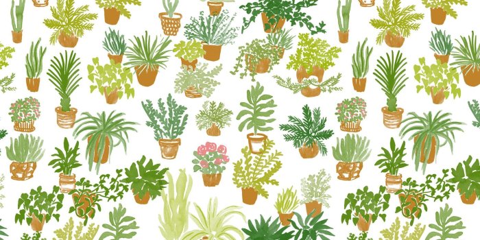 1856x1161 35+ Whimsical Plant Desktop Wallpapers - Download at WallpaperBro