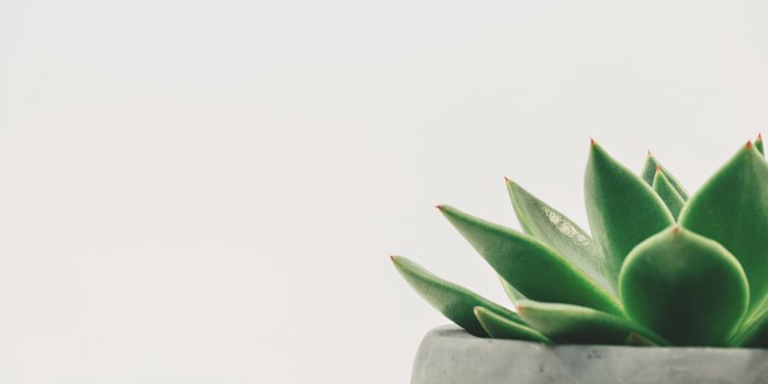 6000x4000 Plant Aesthetic Desktop Wallpaper_hd wallpaper_download free wallpaper