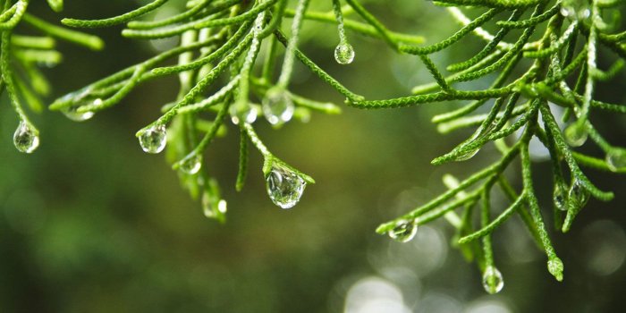 1280x800 Plant Aesthetic Desktop Wallpaper_hd wallpaper_download free wallpaper