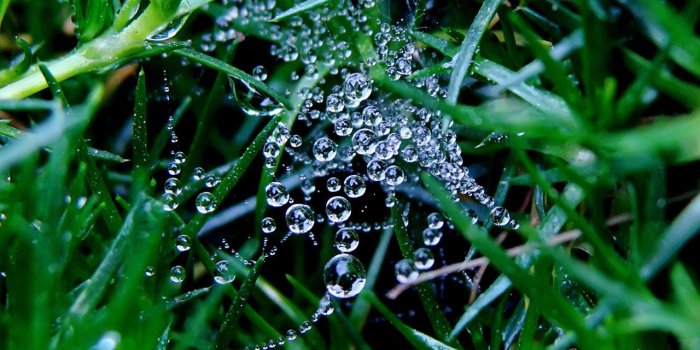 1280x800 Plant Aesthetic Desktop Wallpaper_hd wallpaper_download free wallpaper