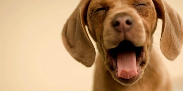 1280x960 Funny Dog Wallpapers