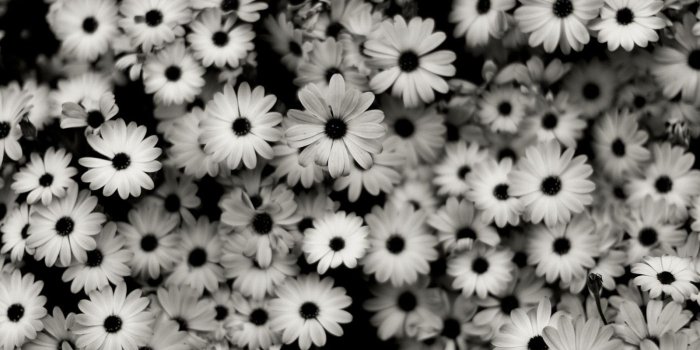 1400x1050 pictures of black and white flowers - Google Search | PICTURES OF