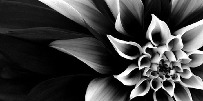 1024x768 Black and White Flowers wallpaper | 1024x768 | #846