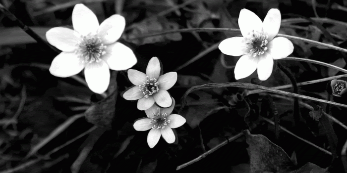 1024x768 Black and White Flowers wallpaper | 1024x768 | #51483