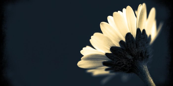 1920x1200 Black Flowers Wallpapers