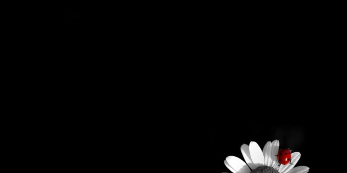 1280x800 Black And White, flowers wallpapers | Black And White, flowers stock