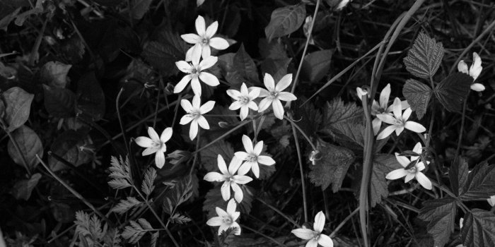 3840x2560 3075721 blackwhite, black and white, flowers, white flowers 4k