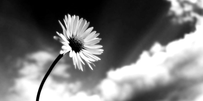 1600x1200 Black and White Flowers wallpaper | 1600x1200 | #51482
