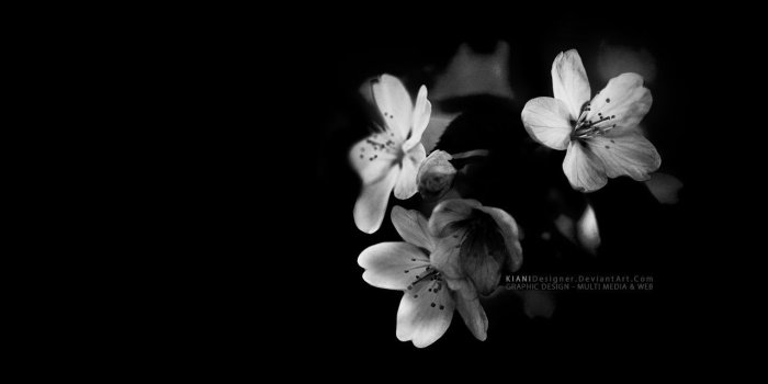1280x1024 Black Flowers Wallpapers
