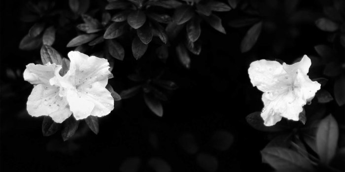 1600x1000 black and white flowers A3 - HD Desktop Wallpapers | 4k HD