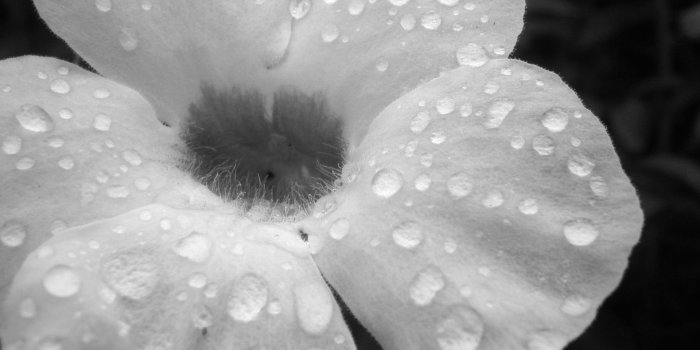1920x1080 26/05/2015 - 1920x1080px Black and White Floral Desktop Wallpapers