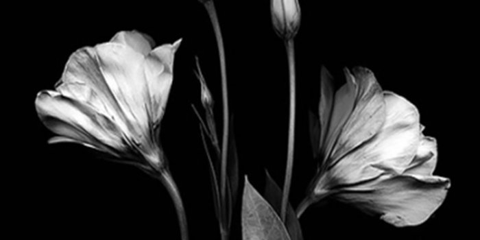 1440x1280 Black And White Wallpaper For Mobile - Black And White Flower Hd