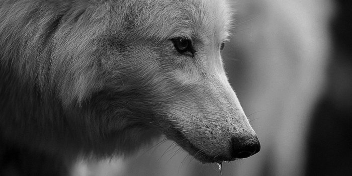 1920x1080 Dire White Wolf Fortnite Wallpaper – Free Download Wallpaper