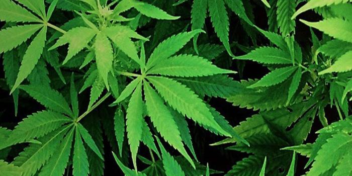 1080x1920 Descargarfondosdepantalla on Fondos de pantallas Marihuana