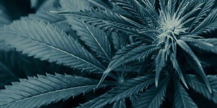 750x1334 로셩미 on Bright Aesthetics | Weed wallpaper, Money wallpaper