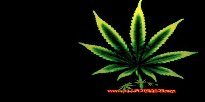 1920x1080 46+] Marijuana HD Wallpaper on WallpaperSafari