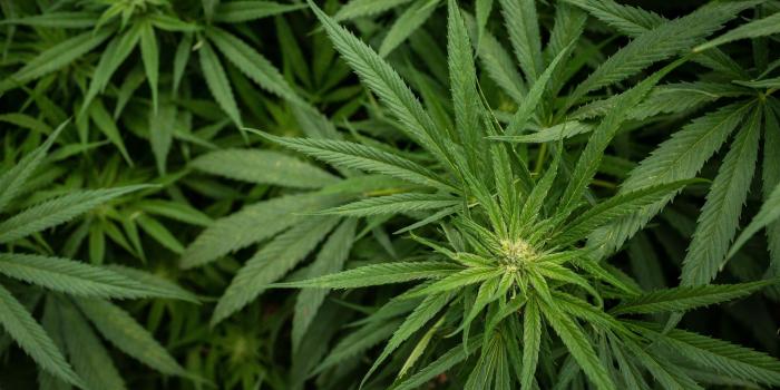 2048x1152 Aurora Cannabis strikes $2.5bn deal for rival MedReleaf | Financial