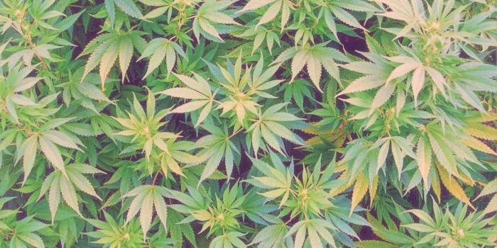 1125x750 Marijuana Backgrounds Tumblr