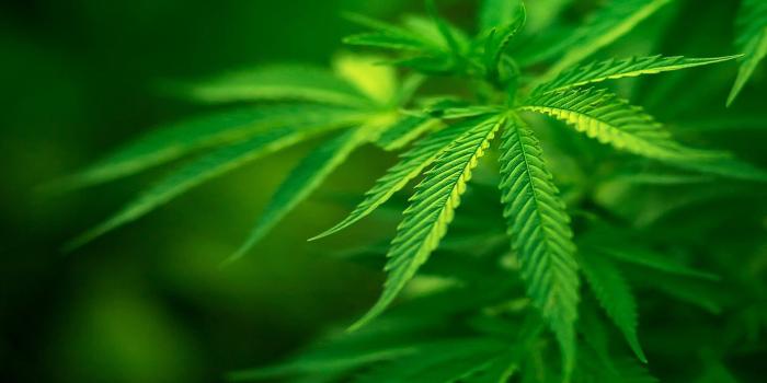 1920x1080 Pot Wallpaper (46+ images)