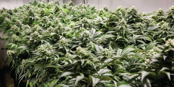 1920x1080 High's and Low's of Growing Cannabis: Indoor vs. Outdoor - Wikileaf