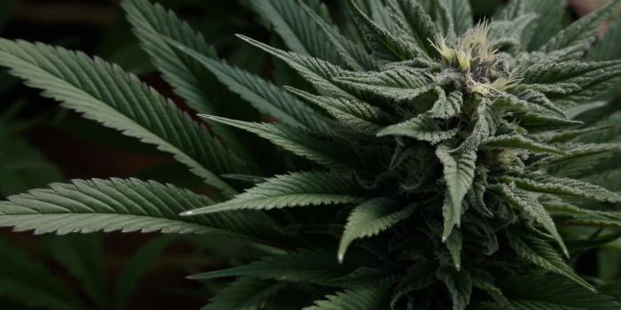 2560x1440 Weed Wallpapers HD