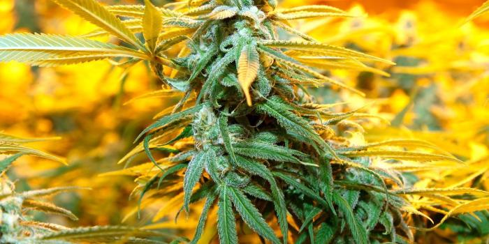 1400x1050 The Great Weed Rebrand: Inside Colorado's Cannabis Lifestyle