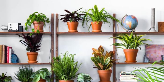 1200x800 Buy indoor plants online at these stores - Curbed