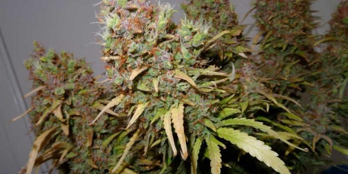 1024x768 When and How to Harvest Weed | Series of Cannabis Grower's Guide