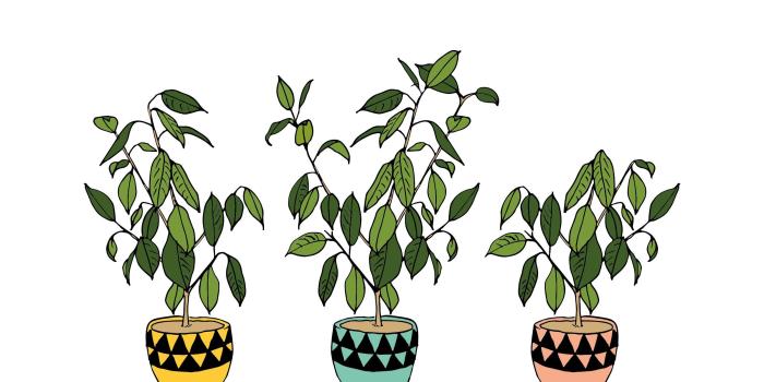 2401x2401 45+ Plant Computer Wallpapers - Download at WallpaperBro