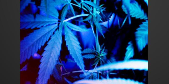 1166x2000 Weed 420 Marijuana Aesthetic Smart Lock Screen for Android - APK